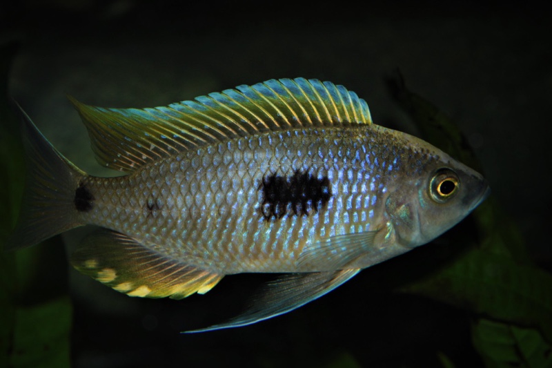 Copadichromis geertsi 'Gome'